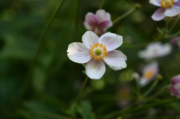 夏の晴れた日に庭で育つ美しい花 — ストック写真