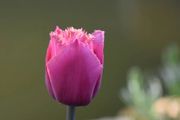 Hermosa Flor Tulipán Creciendo Jardín Verano Día Soleado — Foto de Stock