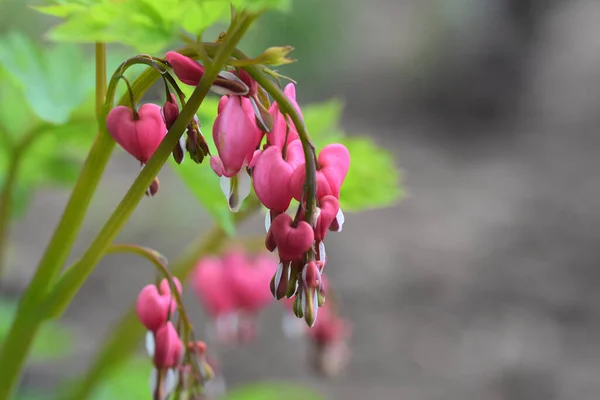 Belas Flores Dicentra Crescendo Jardim Dia Ensolarado Verão — Fotografia de Stock