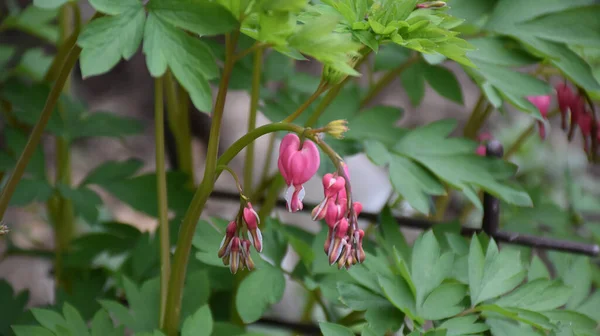 Belas Flores Dicentra Crescendo Jardim Dia Ensolarado Verão — Fotografia de Stock