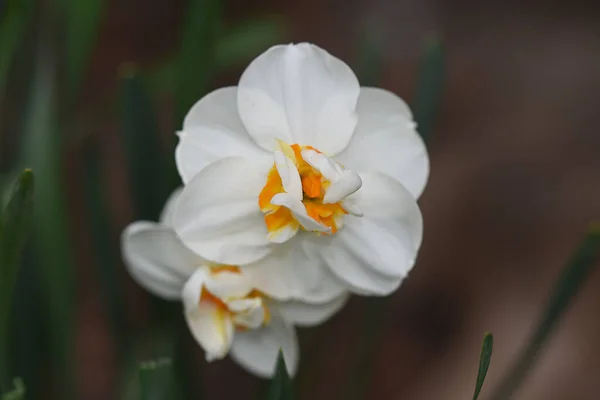 Hermoso Narcisos Creciendo Jardín Verano Día Soleado — Foto de Stock
