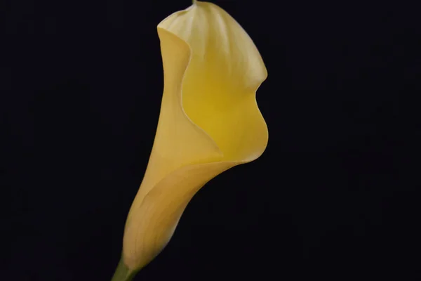 Beautiful Calla Flower Dark Background Summer Concept Close View — Stock Photo, Image
