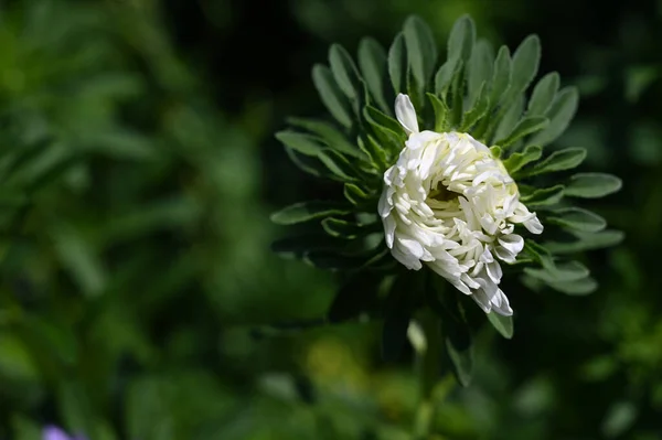 Vacker Blomma Växer Trädgården Sommaren Solig Dag — Stockfoto