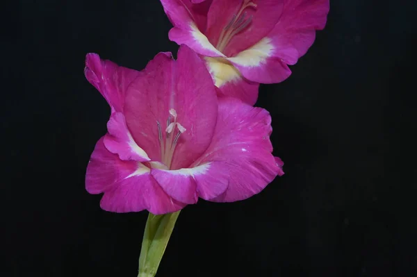 Beautiful Gladioluses Dark Background Summer Concept Close View — Stock Photo, Image