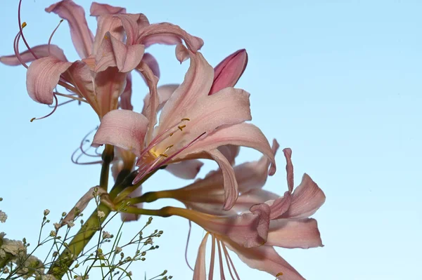 Belas Flores Gerbera Fundo Céu Conceito Verão Vista Perto — Fotografia de Stock