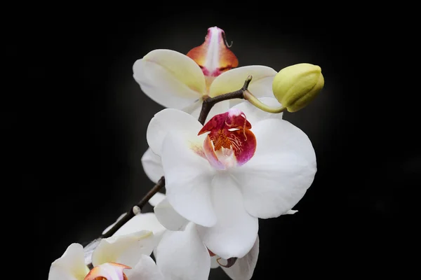 Schöne Orchideenblüten Auf Dunklem Hintergrund Sommerkonzept Nahsicht — Stockfoto