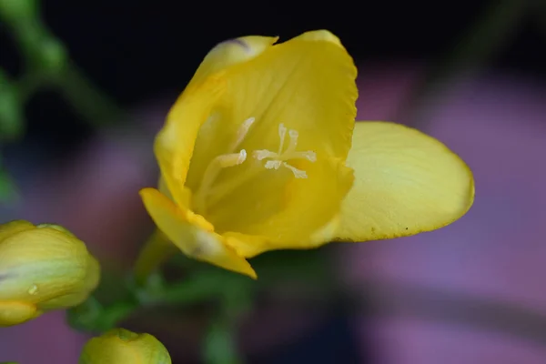 Flores Bonitas Fundo Escuro Conceito Verão Vista Próxima — Fotografia de Stock