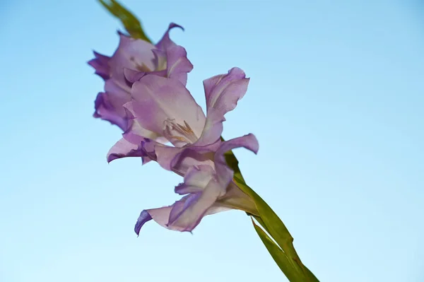 Wunderschöne Gladiolen Auf Himmelshintergrund Sommerkonzept Nahsicht — Stockfoto