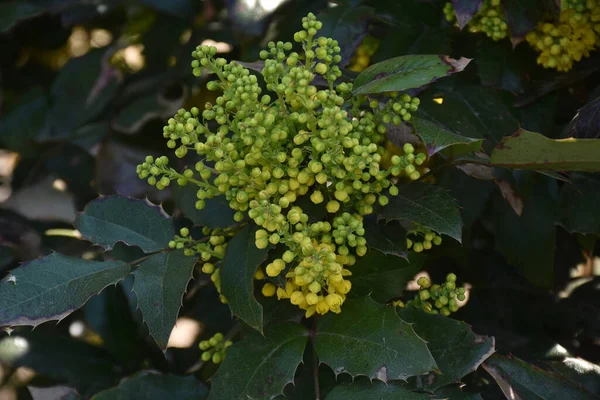 Belles Fleurs Poussant Dans Jardin Journée Ensoleillée Été — Photo