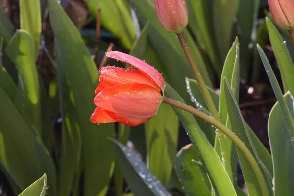 Hermosos Tulipanes Creciendo Jardín Verano Día Soleado — Foto de Stock