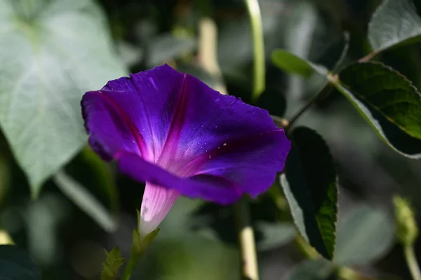 Piękny Poranna Chwała Kwiat Rośnie Ogrodzie Letni Słoneczny Dzień — Zdjęcie stockowe