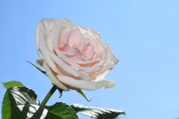Красива Квітка Троянди Фоні Неба Літня Концепція Близький Вид — стокове фото