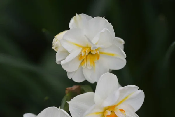 夏日阳光明媚 花园里长着美丽的水仙花 — 图库照片