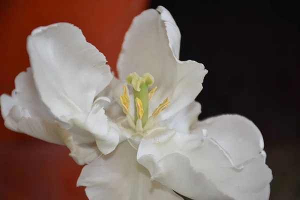 Mooie Bloem Donkere Achtergrond Zomerconcept Close View — Stockfoto