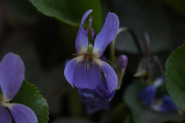 Hermosas Flores Que Crecen Jardín Verano Día Soleado — Foto de Stock