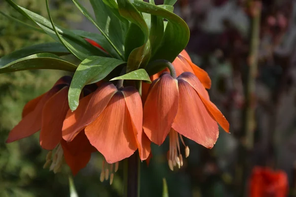 Hermosas Flores Que Crecen Jardín Verano Día Soleado — Foto de Stock