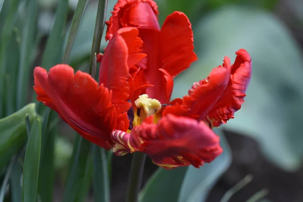 Belas Tulipas Crescendo Jardim Dia Ensolarado Verão — Fotografia de Stock