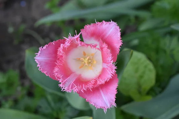 Hermosa Flor Tulipán Creciendo Jardín Verano Día Soleado — Foto de Stock