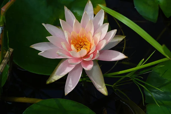 Beautiful Blooming Lotus Growing Pond Summer Day — Stock Photo, Image