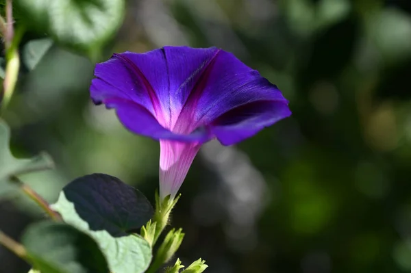 夏の晴れた日に庭で育つ美しい朝の栄光の花 — ストック写真