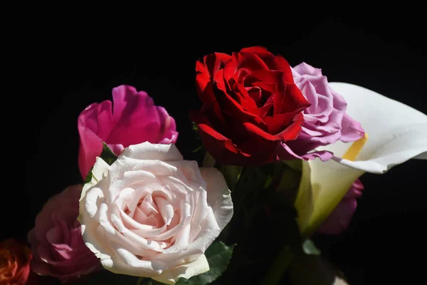 Belas Rosas Calla Com Tulipa Fundo Escuro Conceito Verão Vista — Fotografia de Stock