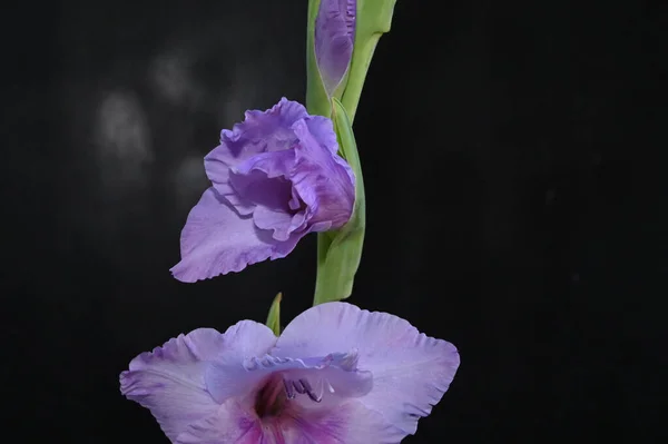 Vackra Gladiolus Mörk Bakgrund Sommar Koncept Nära Utsikt — Stockfoto