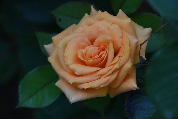 Bela Rosa Flor Crescendo Jardim Verão Dia Ensolarado — Fotografia de Stock