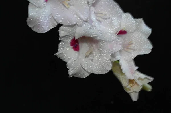Mooie Gladiolen Donkere Achtergrond Zomerconcept Close View — Stockfoto