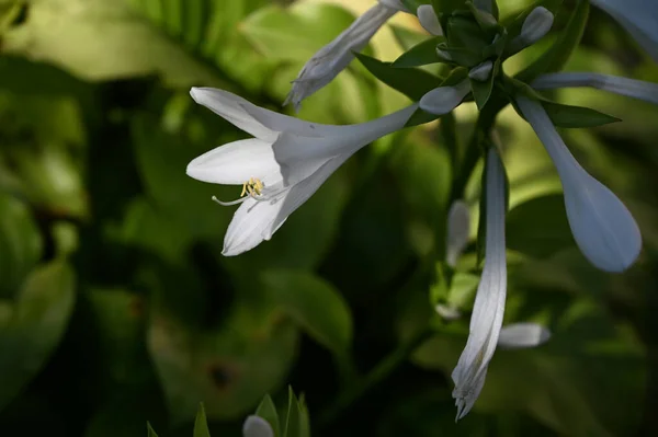 Belles Fleurs Poussant Dans Jardin Journée Ensoleillée Été — Photo