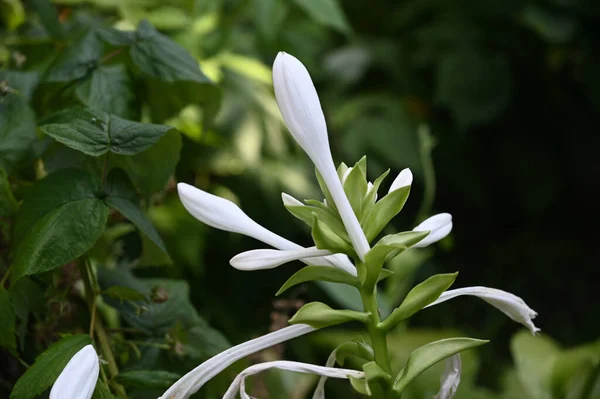 Belles Fleurs Poussant Dans Jardin Journée Ensoleillée Été — Photo