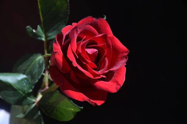 Bela Rosa Fundo Escuro Conceito Verão Vista Perto — Fotografia de Stock