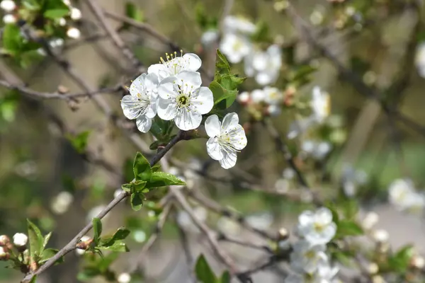 Branches Cerisier Fleurs Avec Belles Fleurs Fleurs Gros Plan Concept — Photo