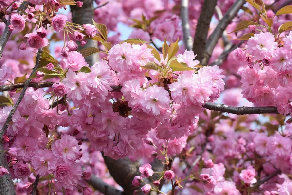 Blooming Tree Branches Blooming Beautiful Flowers Close Spring Concept — Stock Photo, Image