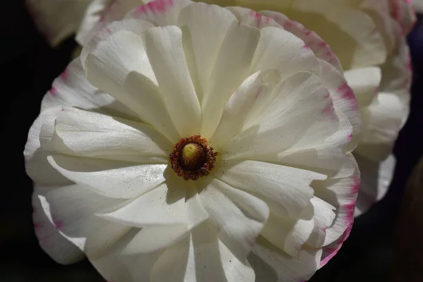 Закрыть Красивый Цветок Чёрном Фоне — стоковое фото