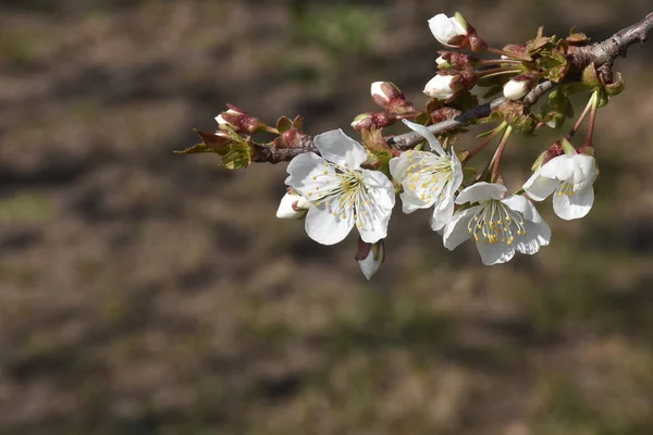 Çiçek Açan Kiraz Ağacı Dalları Güzel Çiçekler Yakın Plan Bahar — Stok fotoğraf