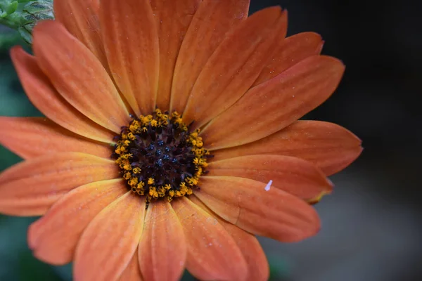 Hermosa Flor Que Crece Jardín Verano Día Soleado —  Fotos de Stock