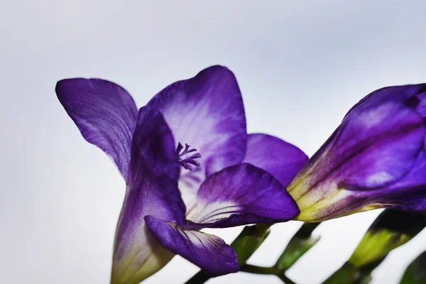 Hermosas Flores Sobre Fondo Cielo Azul —  Fotos de Stock