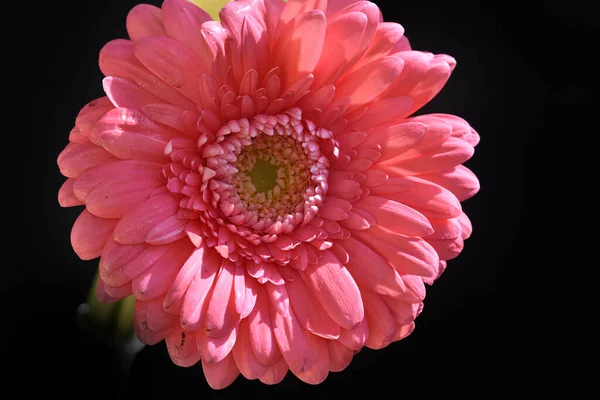 Bela Flor Gerbera Fundo Escuro Conceito Verão Vista Próxima — Fotografia de Stock