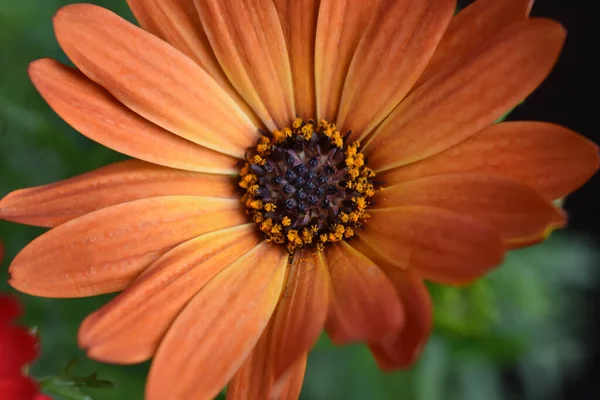 Piękna Gerbera Ciemnym Tle Koncepcja Latem Widok Bliska — Zdjęcie stockowe