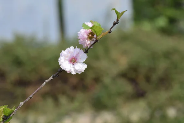 夏の晴れた日に庭で育つ美しい花 — ストック写真