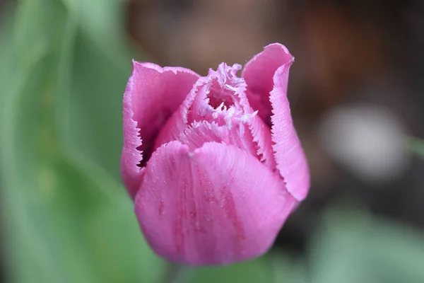 Krásný Tulipán Květina Rostoucí Zahradě Létě Slunečný Den — Stock fotografie