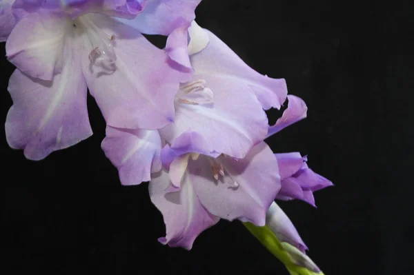 Bellissimi Gladioli Sfondo Scuro Concetto Estivo Vista Vicino — Foto Stock