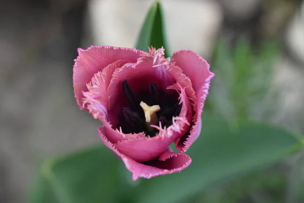 Schöne Tulpenblume Wächst Garten Sonnigen Sommertag — Stockfoto
