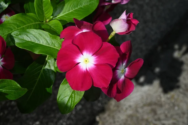 夏の晴れた日に庭で育つ美しい花 — ストック写真