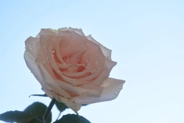 Bellissimo Fiore Rosa Sfondo Cielo Concetto Estate Vista Vicino — Foto Stock