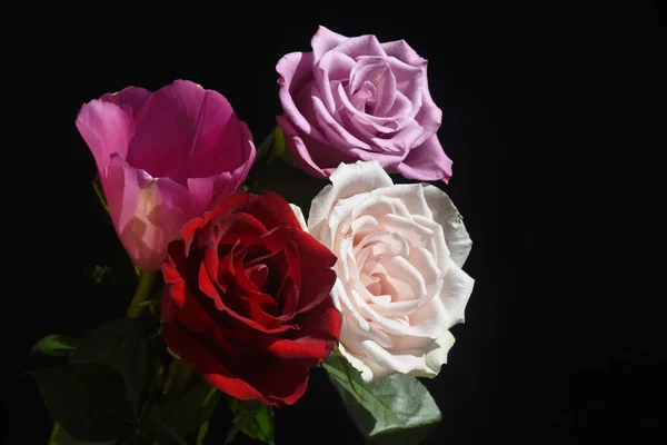 Krásný Tulipán Růžemi Tmavém Pozadí Letní Koncept Zblízka — Stock fotografie