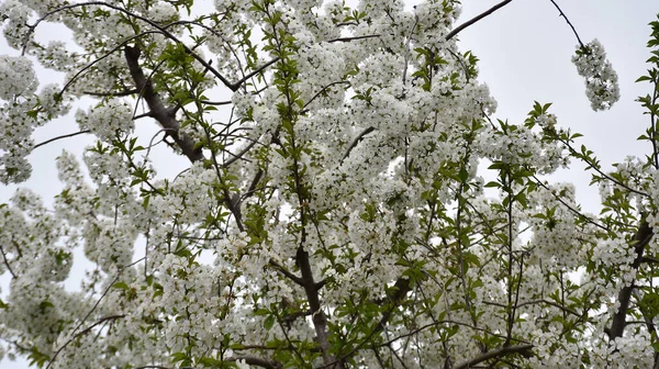 Florescendo Ramos Cerejeira Com Flores Bonitas Florescendo Close Conceito Primavera — Fotografia de Stock