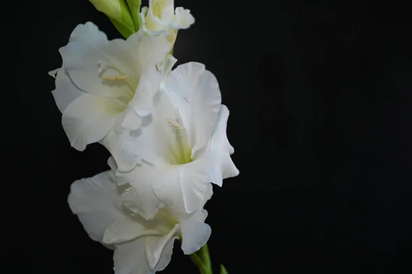 Beautiful Gladioluses Dark Background Summer Concept Close View — Stock Photo, Image