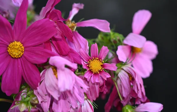 Boeket Van Mooie Bloemen Donkere Achtergrond Zomer Concept Close View — Stockfoto