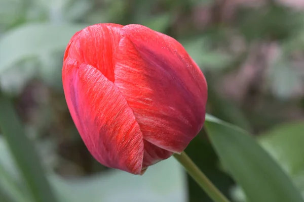 Krásný Tulipán Květina Rostoucí Zahradě Létě Slunečný Den — Stock fotografie